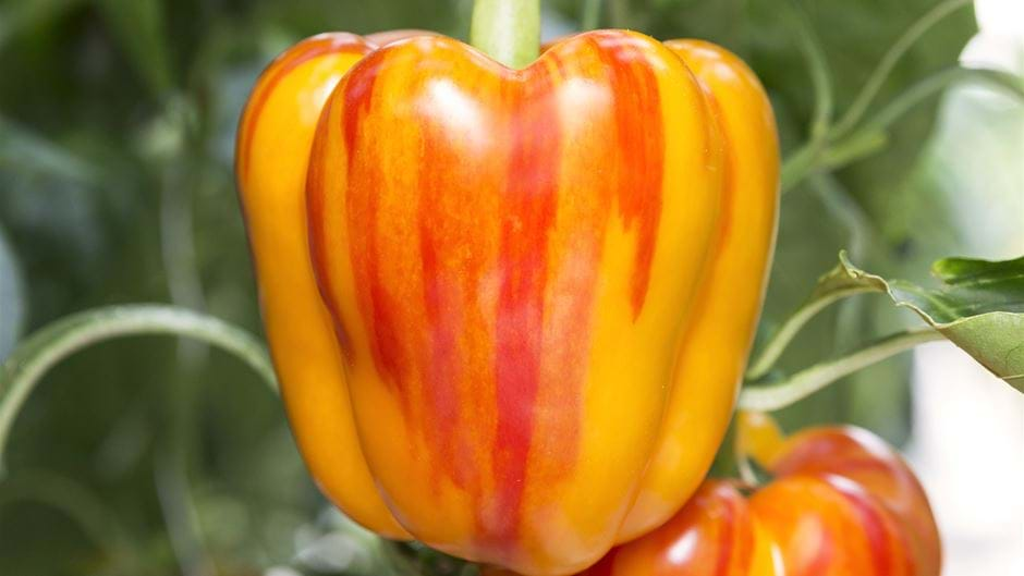 Enjoya pepper - breedingtopics.com