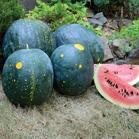 Moon and Stars watermelon - breedingtopics.com
