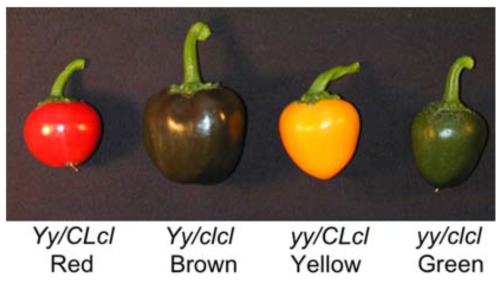 Efecto del gen cl en fruto de pimiento