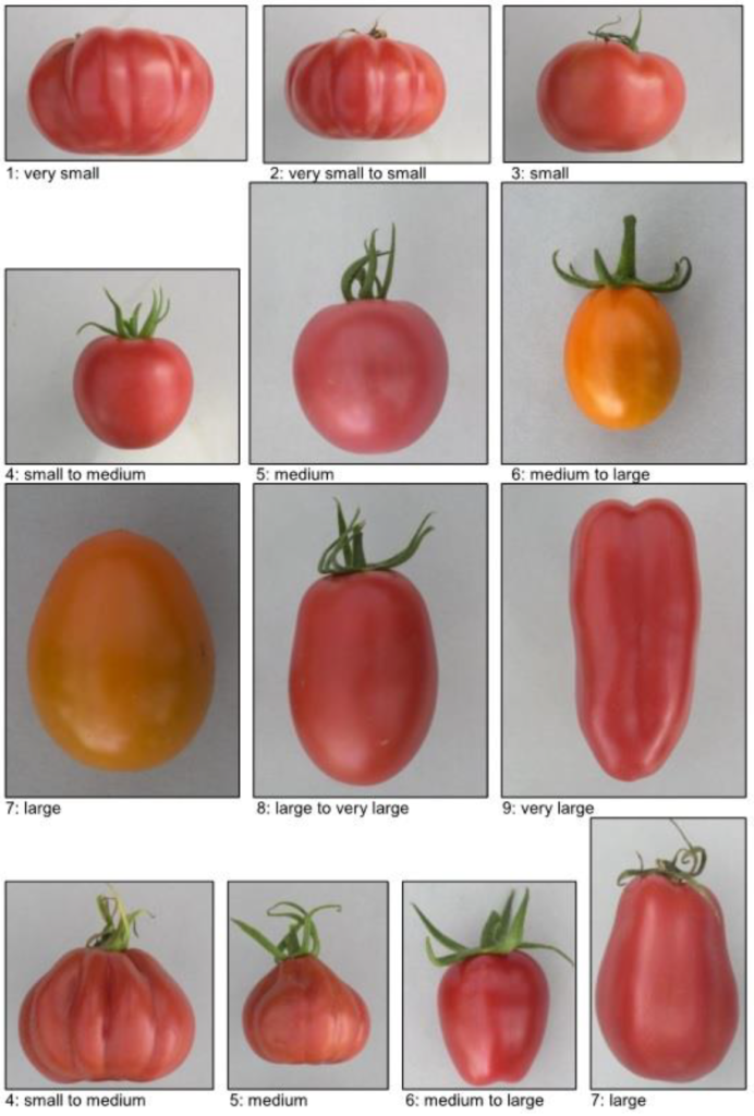 Tomato Picture Ratio Len/Dim